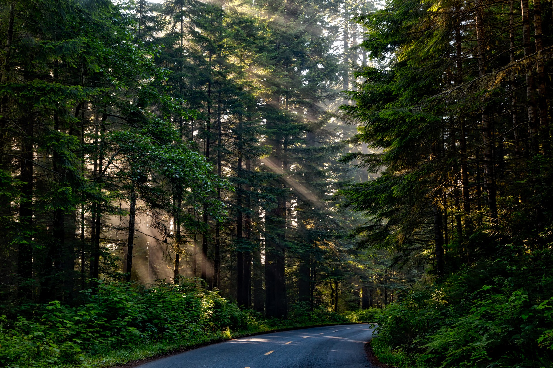 California Forest